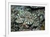 Fluted Giant Clam-Hal Beral-Framed Photographic Print