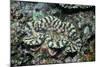 Fluted Giant Clam-Hal Beral-Mounted Photographic Print