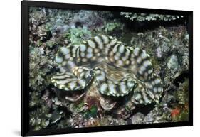 Fluted Giant Clam-Hal Beral-Framed Photographic Print