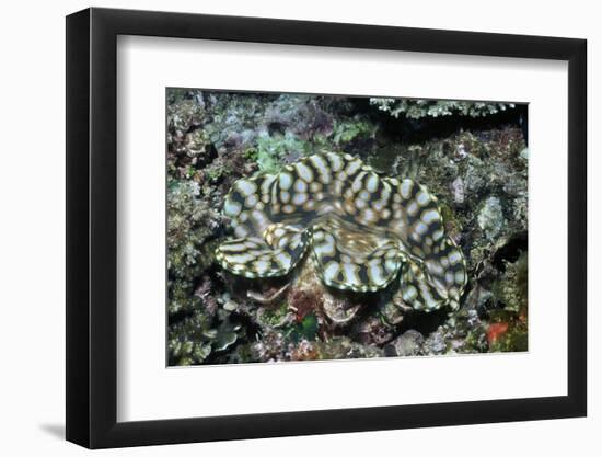 Fluted Giant Clam-Hal Beral-Framed Photographic Print