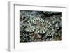 Fluted Giant Clam-Hal Beral-Framed Photographic Print