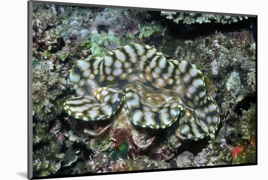 Fluted Giant Clam-Hal Beral-Mounted Photographic Print