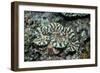 Fluted Giant Clam-Hal Beral-Framed Photographic Print