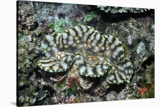 Fluted Giant Clam-Hal Beral-Stretched Canvas