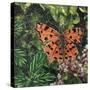 Flutter - Comma Butterfly on Japonica-Kirstie Adamson-Stretched Canvas