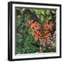 Flutter - Comma Butterfly on Japonica-Kirstie Adamson-Framed Giclee Print