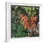 Flutter - Comma Butterfly on Japonica-Kirstie Adamson-Framed Giclee Print