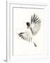 Flutter-Kellas Campbell-Framed Giclee Print