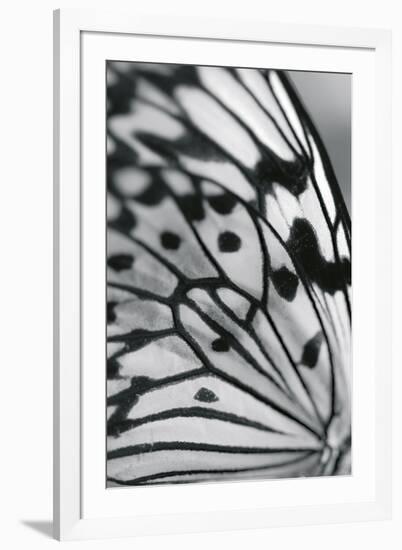 Flutter-Ella Lancaster-Framed Giclee Print