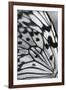 Flutter-Ella Lancaster-Framed Giclee Print