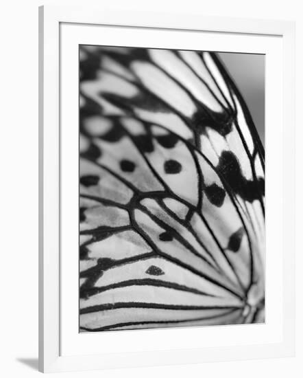 Flutter-Ella Lancaster-Framed Giclee Print