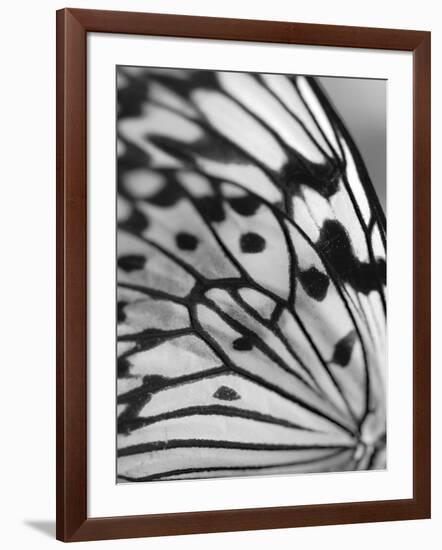 Flutter-Ella Lancaster-Framed Giclee Print