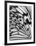 Flutter-Ella Lancaster-Framed Giclee Print