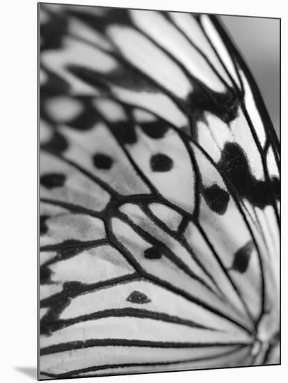 Flutter-Ella Lancaster-Mounted Giclee Print