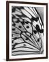 Flutter-Ella Lancaster-Framed Giclee Print