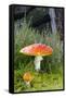 Fly Agaric (Amanita Muscaria) Mushrooms-Duncan Shaw-Framed Stretched Canvas