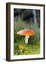 Fly Agaric (Amanita Muscaria) Mushrooms-Duncan Shaw-Framed Photographic Print