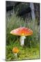 Fly Agaric (Amanita Muscaria) Mushrooms-Duncan Shaw-Mounted Photographic Print