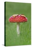 Fly Agaric (Amanita Muscaria) Peatlands Park, County Armagh, Ireland, October-Robert Thompson-Stretched Canvas