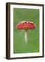 Fly Agaric (Amanita Muscaria) Peatlands Park, County Armagh, Ireland, October-Robert Thompson-Framed Photographic Print