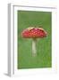 Fly Agaric (Amanita Muscaria) Peatlands Park, County Armagh, Ireland, October-Robert Thompson-Framed Photographic Print