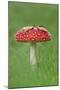 Fly Agaric (Amanita Muscaria) Peatlands Park, County Armagh, Ireland, October-Robert Thompson-Mounted Photographic Print