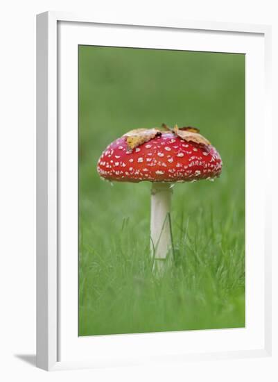 Fly Agaric (Amanita Muscaria) Peatlands Park, County Armagh, Ireland, October-Robert Thompson-Framed Photographic Print