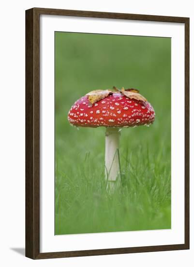 Fly Agaric (Amanita Muscaria) Peatlands Park, County Armagh, Ireland, October-Robert Thompson-Framed Photographic Print