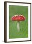 Fly Agaric (Amanita Muscaria) Peatlands Park, County Armagh, Ireland, October-Robert Thompson-Framed Photographic Print