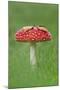 Fly Agaric (Amanita Muscaria) Peatlands Park, County Armagh, Ireland, October-Robert Thompson-Mounted Photographic Print