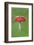 Fly Agaric (Amanita Muscaria) Peatlands Park, County Armagh, Ireland, October-Robert Thompson-Framed Photographic Print
