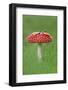 Fly Agaric (Amanita Muscaria) Peatlands Park, County Armagh, Ireland, October-Robert Thompson-Framed Photographic Print