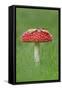 Fly Agaric (Amanita Muscaria) Peatlands Park, County Armagh, Ireland, October-Robert Thompson-Framed Stretched Canvas