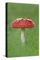 Fly Agaric (Amanita Muscaria) Peatlands Park, County Armagh, Ireland, October-Robert Thompson-Stretched Canvas