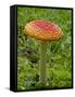 Fly Agaric (Fly Amanita) (Amanita Muscaria), Wasilla, Alaska, USA-James Hager-Framed Stretched Canvas