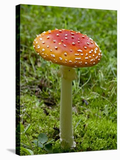 Fly Agaric (Fly Amanita) (Amanita Muscaria), Wasilla, Alaska, USA-James Hager-Stretched Canvas