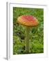 Fly Agaric (Fly Amanita) (Amanita Muscaria), Wasilla, Alaska, USA-James Hager-Framed Photographic Print