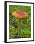 Fly Agaric (Fly Amanita) (Amanita Muscaria), Wasilla, Alaska, USA-James Hager-Framed Photographic Print