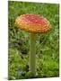 Fly Agaric (Fly Amanita) (Amanita Muscaria), Wasilla, Alaska, USA-James Hager-Mounted Photographic Print