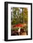 Fly Agaric Fungus (Amanita Muscaria) in Woodland, National Forest, Central England, UK, November-Ben Hall-Framed Photographic Print