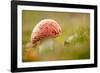 Fly Agaric fungus, Beacon Hill Country Park, Leicestershire, UK-Ross Hoddinott / 2020VISION-Framed Photographic Print