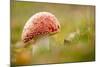 Fly Agaric fungus, Beacon Hill Country Park, Leicestershire, UK-Ross Hoddinott / 2020VISION-Mounted Photographic Print