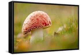 Fly Agaric fungus, Beacon Hill Country Park, Leicestershire, UK-Ross Hoddinott / 2020VISION-Framed Stretched Canvas