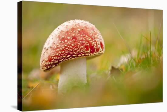 Fly Agaric fungus, Beacon Hill Country Park, Leicestershire, UK-Ross Hoddinott / 2020VISION-Stretched Canvas