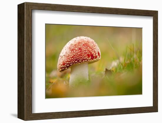 Fly Agaric fungus, Beacon Hill Country Park, Leicestershire, UK-Ross Hoddinott / 2020VISION-Framed Photographic Print