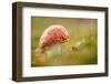 Fly Agaric fungus, Beacon Hill Country Park, Leicestershire, UK-Ross Hoddinott / 2020VISION-Framed Photographic Print
