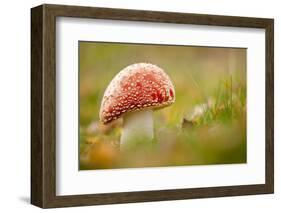 Fly Agaric fungus, Beacon Hill Country Park, Leicestershire, UK-Ross Hoddinott / 2020VISION-Framed Photographic Print