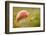 Fly Agaric fungus, Beacon Hill Country Park, Leicestershire, UK-Ross Hoddinott / 2020VISION-Framed Photographic Print