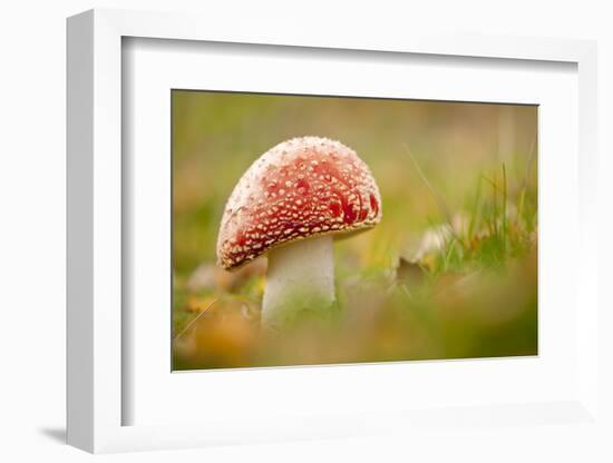 Fly Agaric fungus, Beacon Hill Country Park, Leicestershire, UK-Ross Hoddinott / 2020VISION-Framed Photographic Print