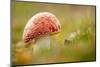 Fly Agaric fungus, Beacon Hill Country Park, Leicestershire, UK-Ross Hoddinott / 2020VISION-Mounted Photographic Print